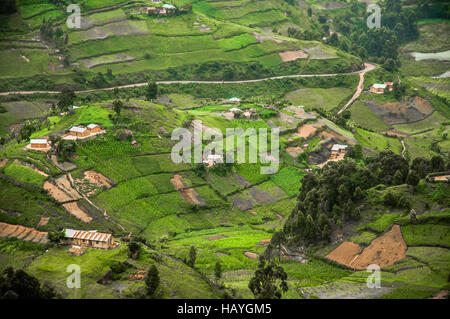 Cash Crops Stock Photo