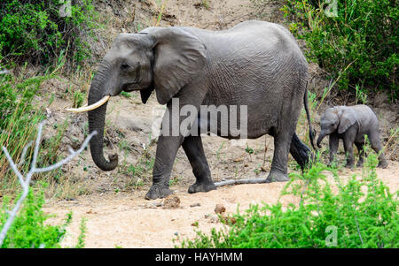 baby elephant following in mum's footsteps Stock Photo