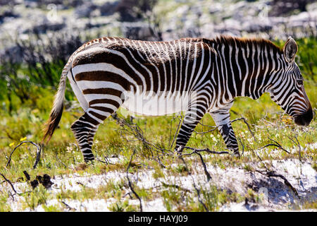 Close up of a  mountain Zebra in the cape Stock Photo