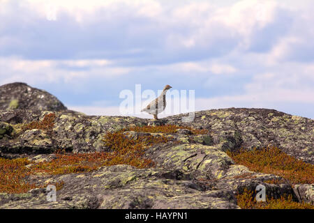 rock ptarmigan (Lagopus mutus) in mountain tundra of Norwegian fjelds (hills). Female in breeding season Stock Photo