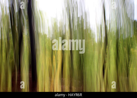 Motion blur of autumn trees in woodland around Eglwyseg Mountain Llangollen Stock Photo