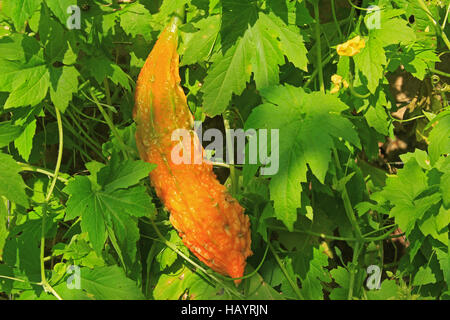 Bitter melon (Momordica charantia) Stock Photo