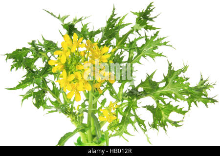 Mizuna (Brassica rapa var. nipposinica) Stock Photo