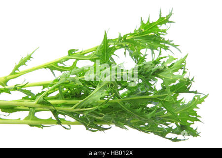 Mizuna (Brassica rapa var. nipposinica) Stock Photo