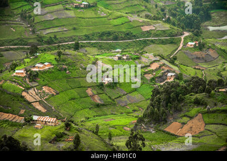 Cash Crops Stock Photo