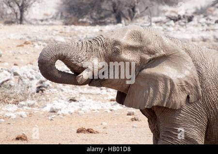Thirsty Elephant Stock Photo