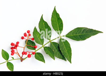 Szechuan pepper (Zanthoxylum piperitum) Stock Photo