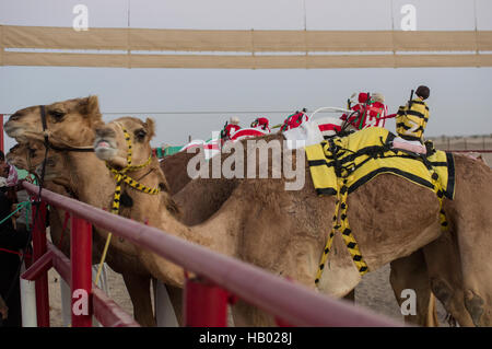 Robot jockeys astride saddles on camels at the starting gate in a camel race in the Sultanate of Oman Stock Photo