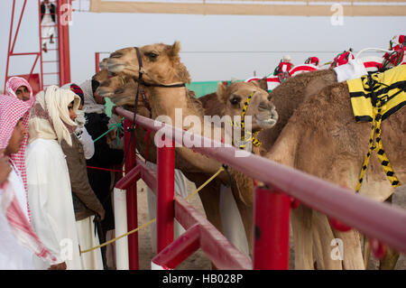 Trainers inspecting their camels at the starting gate before the camel race in Sinaw, Oman. Robot jockeys seated on the camels Stock Photo