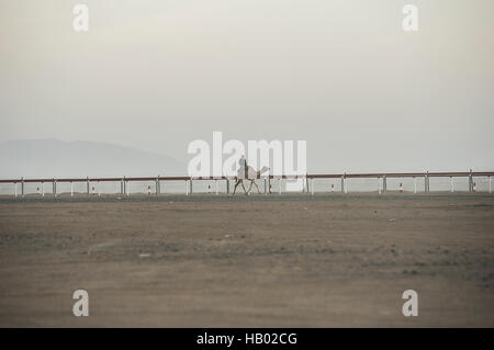 A lone ride on his camel warming it up for the camel races in Oman before the sun appears on the horizon in hazy, misty morning Stock Photo