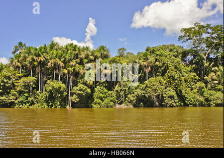 Amazon Basin, Tambopata National Park, Peru Stock Photo