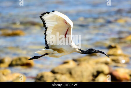 Sacred Ibis in flight Stock Photo