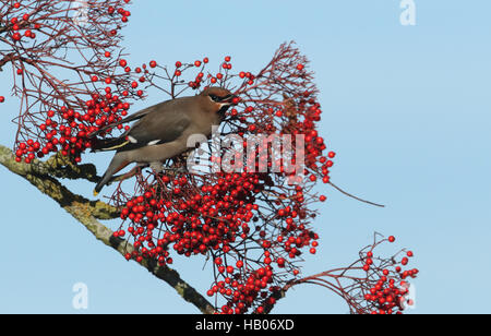 A winter visiting Waxwing (Bombycilla garrulus) feeding on berries. Stock Photo