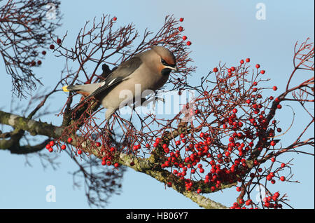 A winter visiting Waxwing (Bombycilla garrulus) feeding on berries. Stock Photo