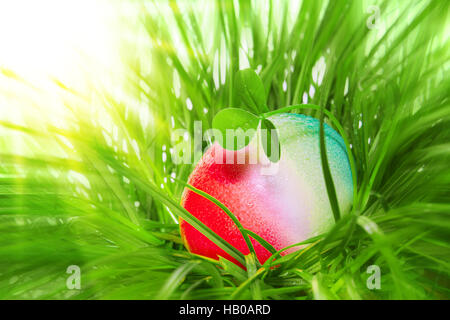 Easter egg in green grass . Stock Photo