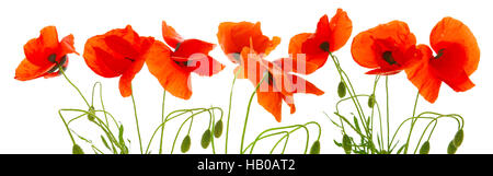 Bouquet of wild red poppies. Isolated on white background Stock Photo ...