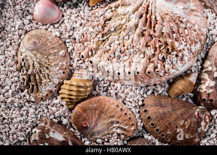 Abalone Shells Stock Photo