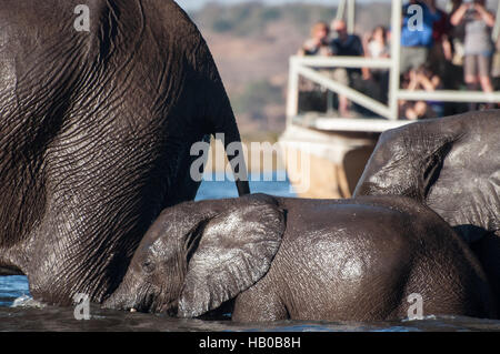 Elephants Crossing River Stock Photo