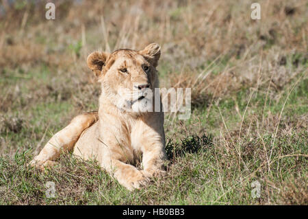 Lioness lying in green grass Stock Photo