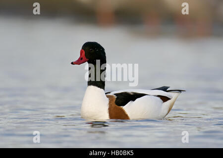 Common Shelduck Stock Photo