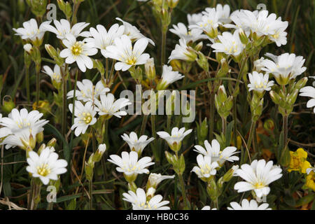 Field chickweed, Cerastium arvense Stock Photo