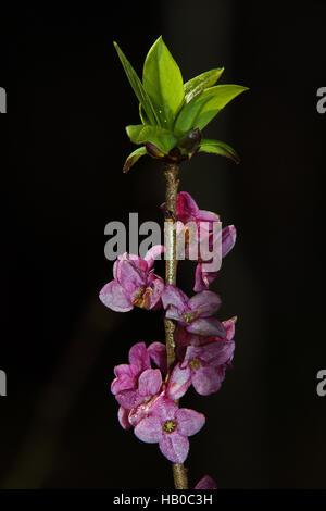 mezereon, February daphne (Daphne mezereum), inflorescence, Germany ...