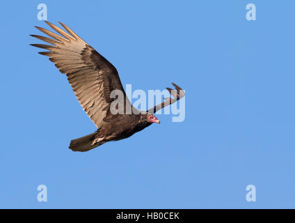 Turkey vulture (Cathartes aura) flying, Aransas, Texas, USA. Stock Photo