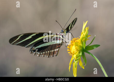 Zebra Longwing Butterfly (Heliconius charitonius) feeding in a sunny meadow, Aransas, Texas, USA Stock Photo