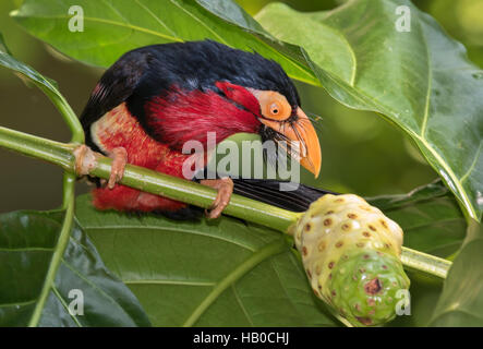 Bearded barbet (Lybius dubius) looking at a fruit, captive (native to western Africa) Stock Photo