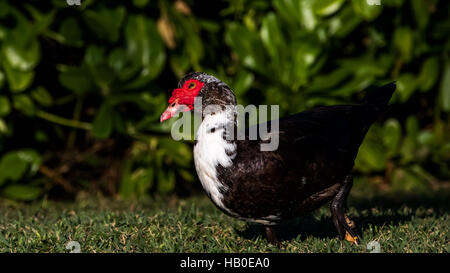 Muscovy Duck (Cairina moschata), Lake at The Hammocks, Kendall, Florida Stock Photo