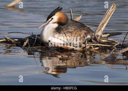 Great crested grebe, Podiceps cristatus Stock Photo