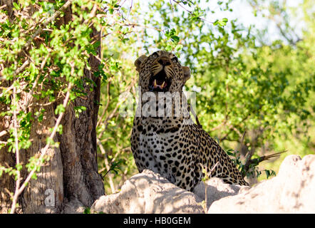 leopard sizing up a tree before attempting to climb Stock Photo