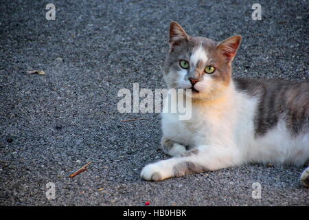 Grey and white adult cat is laying on the ground Stock Photo