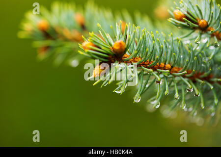Blue fir branch isolated. Stock Photo