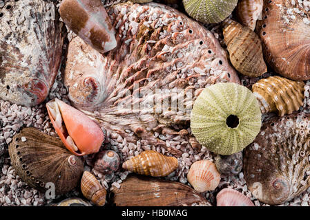 Mixed sea shells in course sea sand. Stock Photo