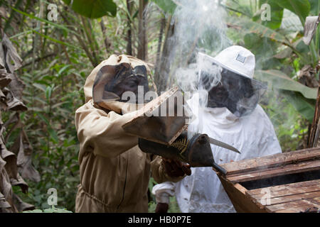 Women beekeepers West Africa Stock Photo