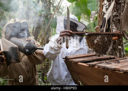 Women beekeepers West Africa Stock Photo