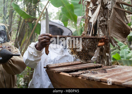 Women beekeepers West Africa Stock Photo