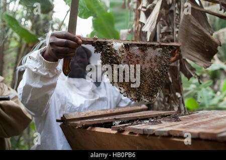 Women beekeepers West Africa Stock Photo