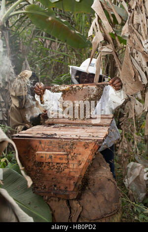 Women beekeepers West Africa Stock Photo