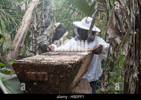 Women beekeepers West Africa Stock Photo