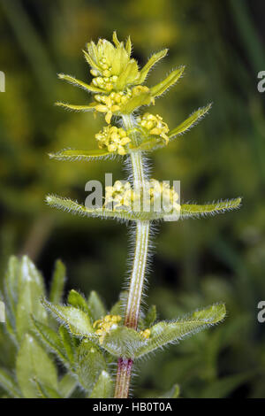 Crosswort, Smooth bedstraw, Cruciata laevipes Stock Photo