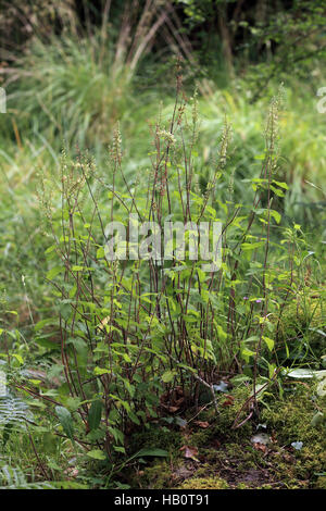 Woodland Germander, Teurium scorodonia Stock Photo