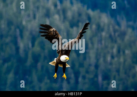 Bald eagle coming in to land Stock Photo