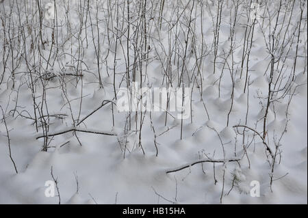 Close up photograph of snow covered details of the field. Stock Photo