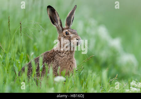 European hare -Lake Neusiedl, Austria- Stock Photo