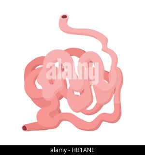 Small Intestine Diagram. Cross-section of a typical segment of the ...
