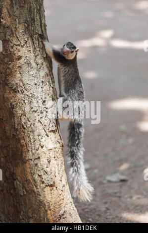 Grizzled giant squirrel, Ratufa macroura Stock Photo