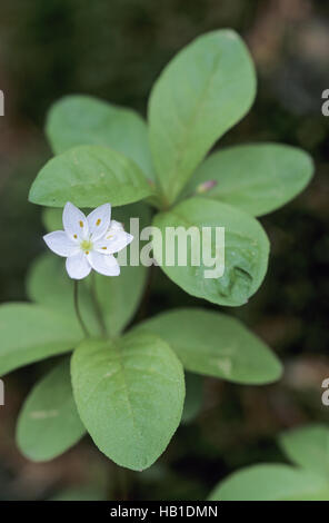 Chickweed-Wintergreen is in england endangered Stock Photo