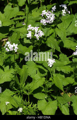 Perennial honesty, Lunaria rediviva Stock Photo